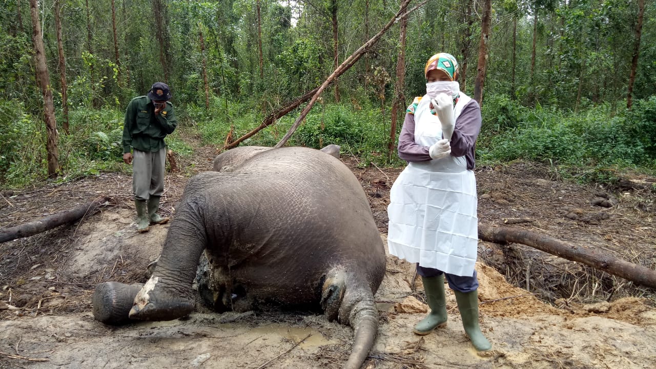 Gajah Mati Ditemukan di Konsesi Perusahaan di Riau