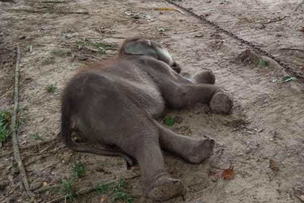 Bayi gajah Puan di Tesso Nilo