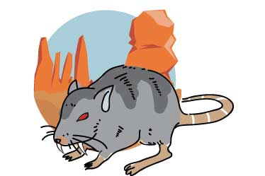 Ada Tikus Sebesar Manusia