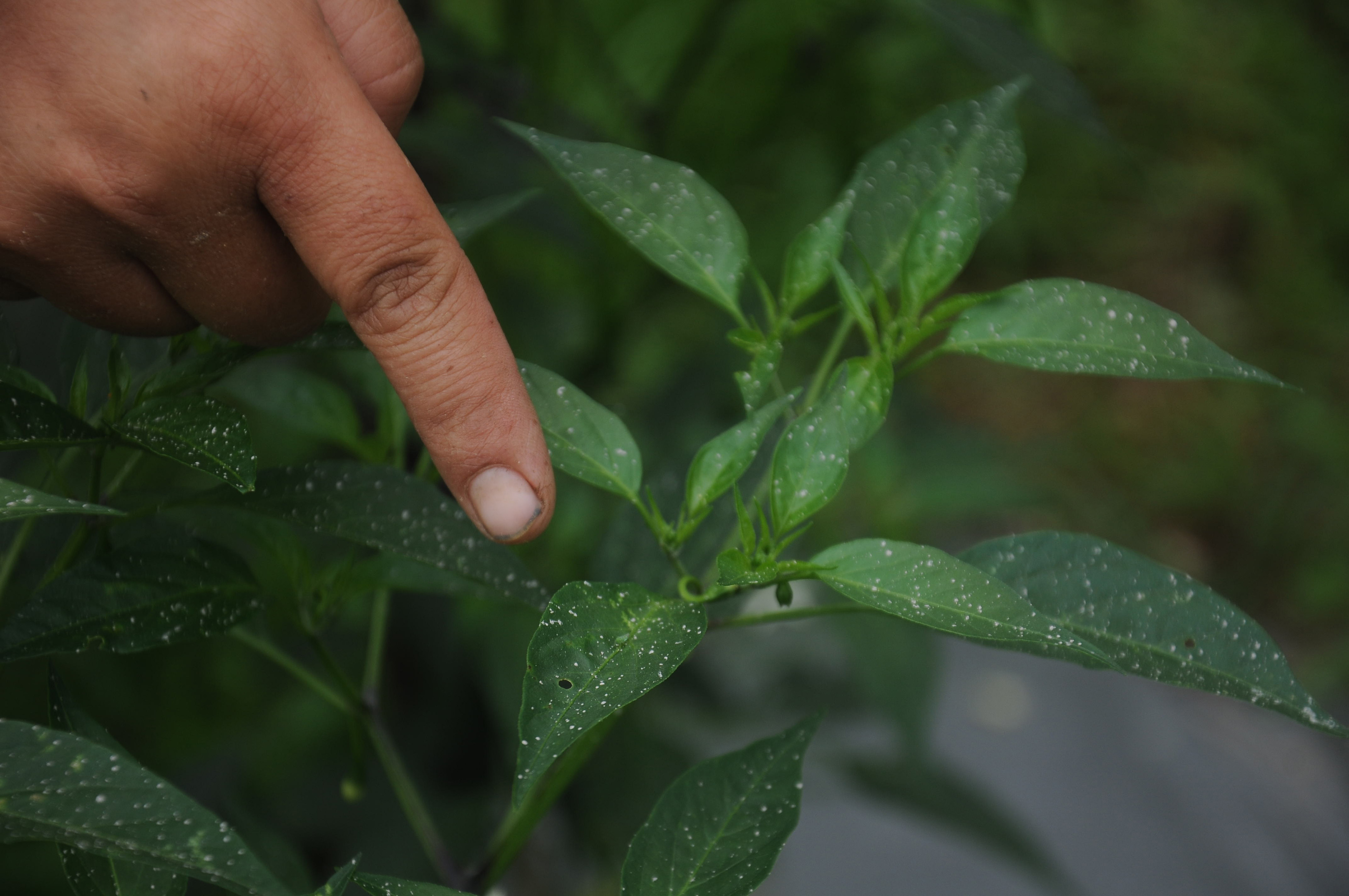 Ilustrasi--Seorang warga menunjukan abu Merapi tipis yang menempel pada daun di Mriyan, Musuk, Boyolali.