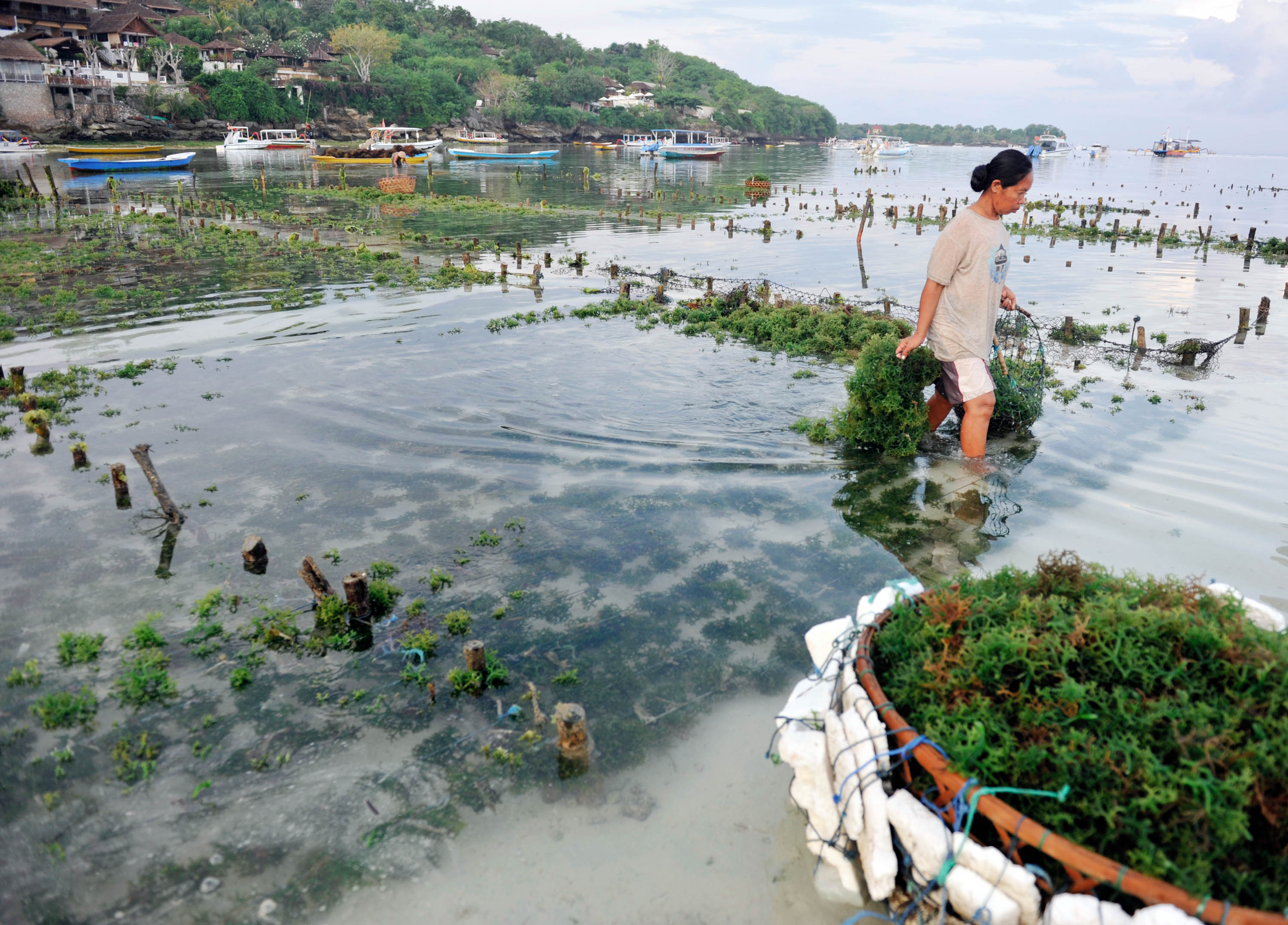  Seorang petani rumput laut mengumpulkan hasil panennya di Desa Lembongan, Pulau Nusa Lembongan, Klungkung, Bali, Senin (22/11/2019).