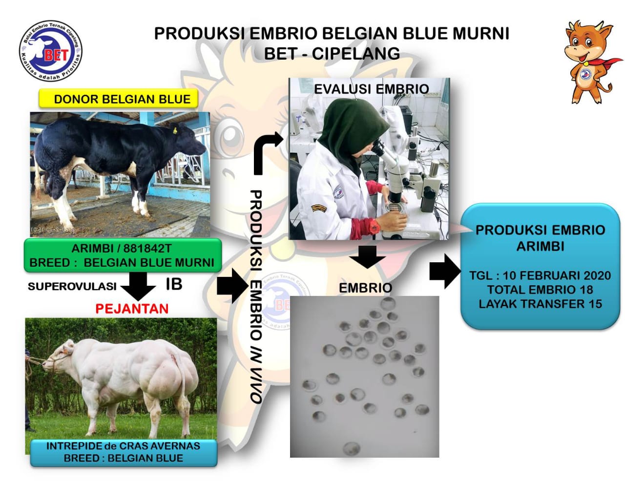 Produksi embrio Sapi Belgian Blue murni BET-Cipelang.