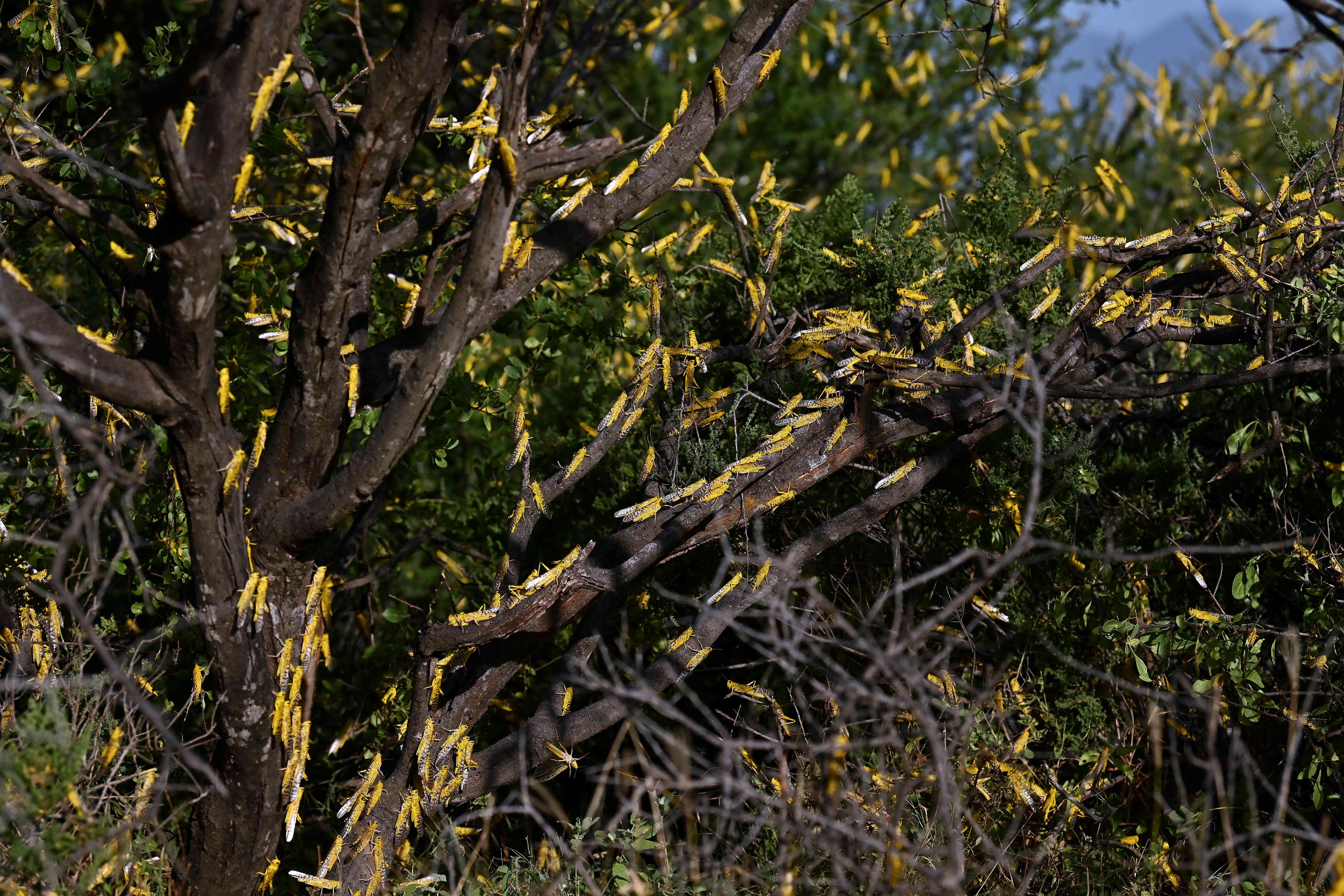 Sekelompok belalang berkumpul di sebuah semak di Desa Lerata, di Samburu yang terletak sekitar 300 kim utara Nairobi, Kenya.
