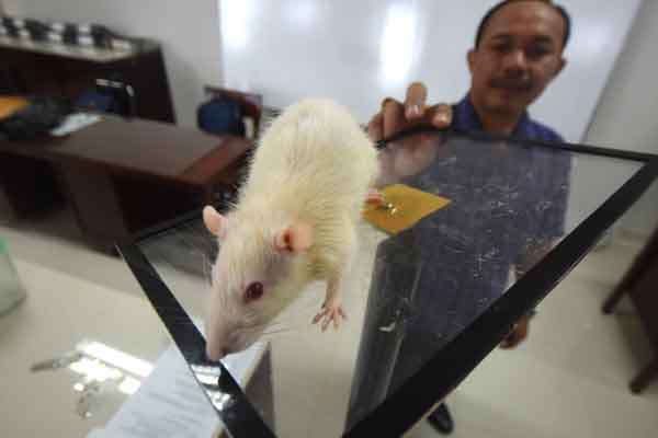 Ilustrasi : Peneliti Anang Subagio menunjukkan alat uji stres terhadap tikus.
