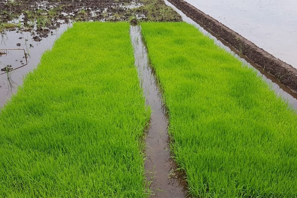  Balai Besar PPMBTPH juga memberikan bantuan benih padi bersertifikat kepada petani dan penangkar atau produsen benih.