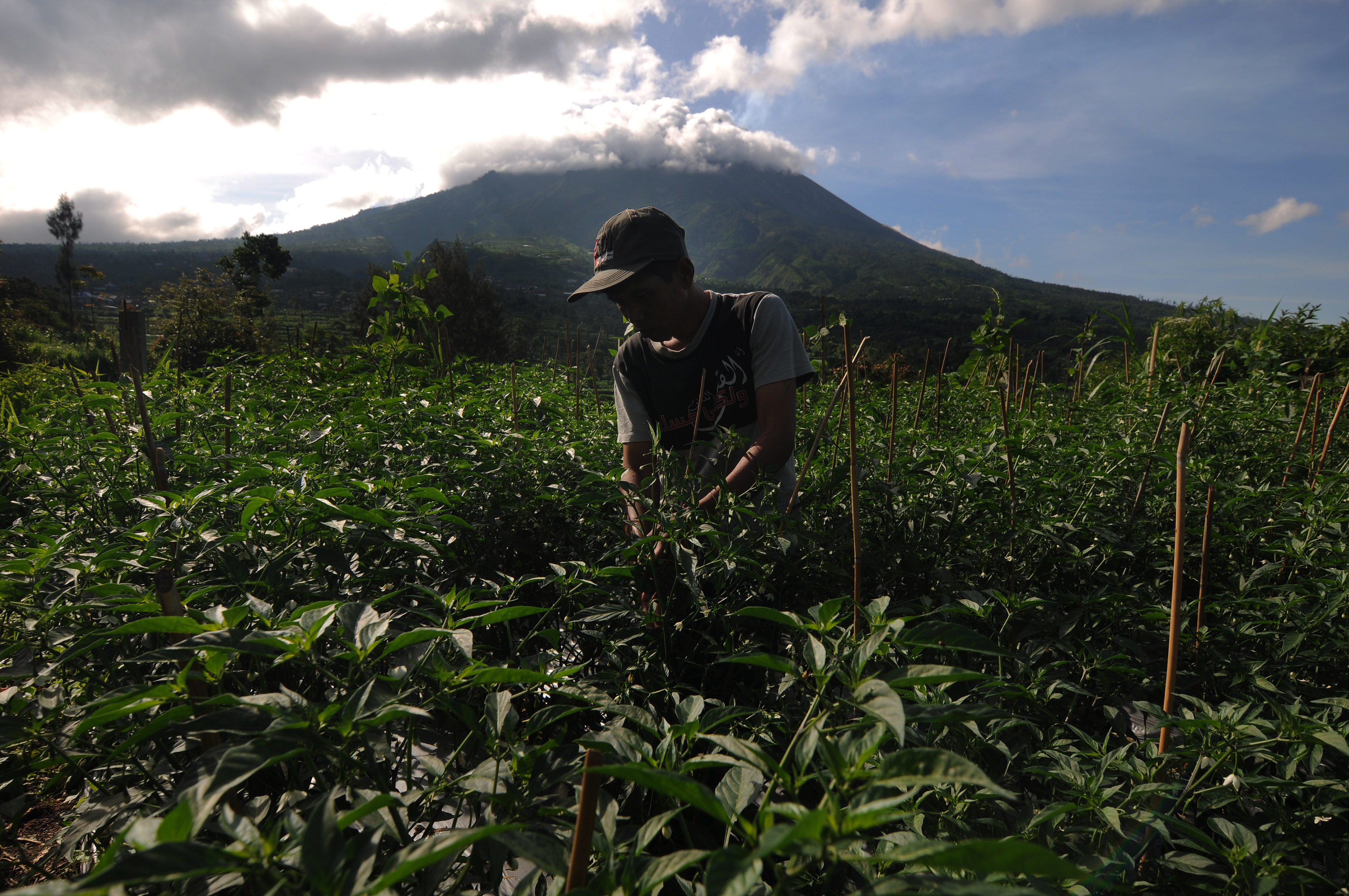 Petani beraktivitas di lahan pertanian berlatar belakang Gunung Merapi di Jrakah, Boyolali, Jawa Tengah.