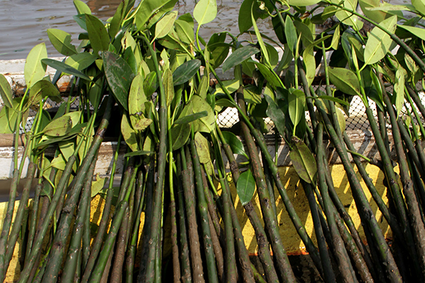 Bibit mangrove