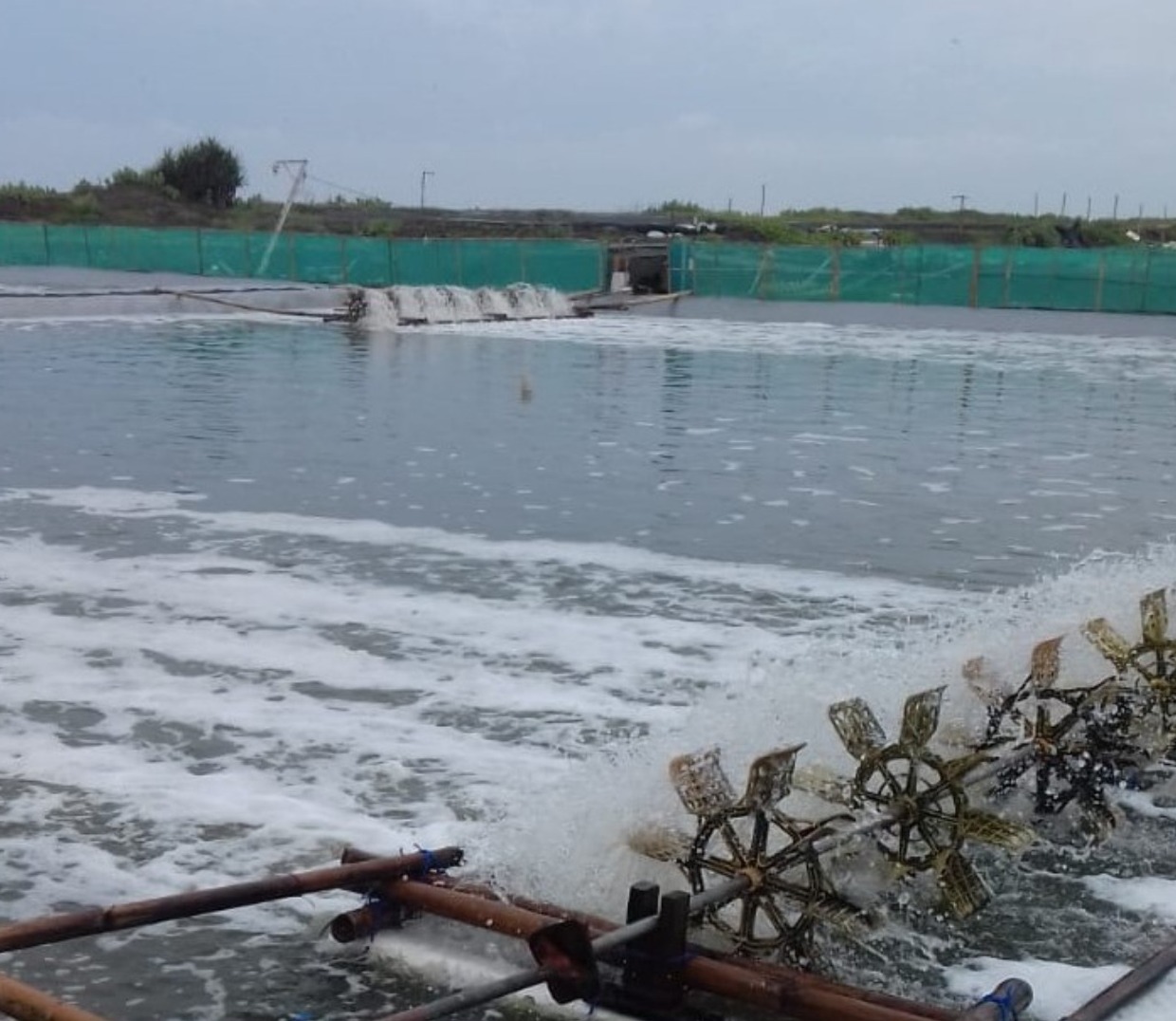 Usaha tambak masyarakat di Kulon Progo yang mendapat tambahan modal dari bank dengan menjaminkan sertifikat tanah. 