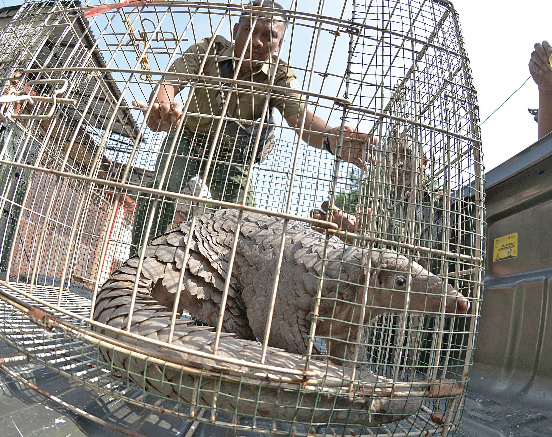 Petugas memindahkan sangkar berisi seekor tenggiling (Manis javanica) yang diserahkan kepada Balai Konservasi Sumber Daya Alam (BKSDA) Bali