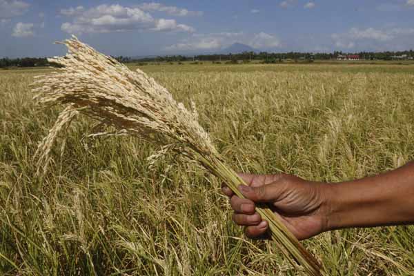 ilustrasi : panen padi.