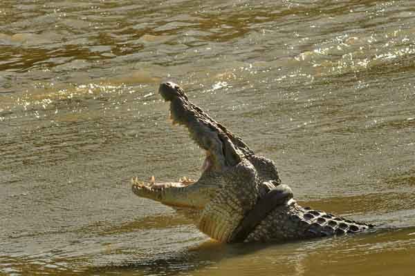 Seekor buaya liar yang terjerat ban sepeda motor saat muncul ke permukaan sungai di Palu, Sulawesi Tengah, Minggu (2/2)