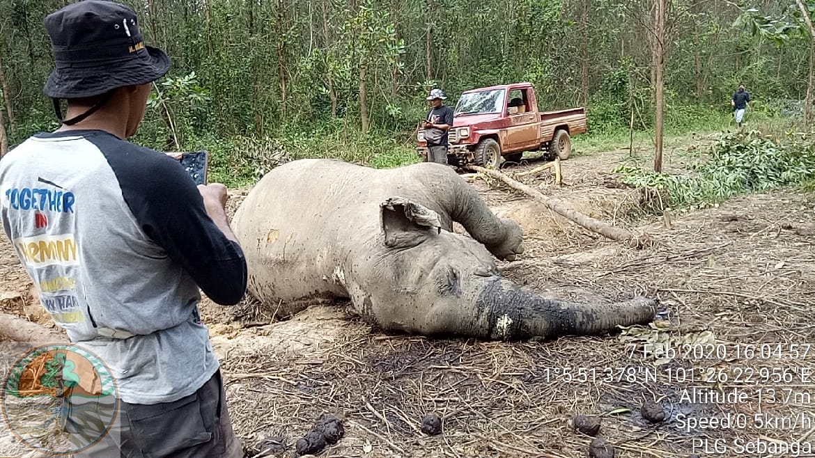 Gajah lia berjenis kelamin betina ditemukan mati di Riau.