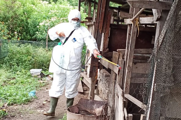 Kementan menegaskan bahwa strategi pengendalian ASF di Sumut tidak menggunakan strategi pemusnahan massal babi.