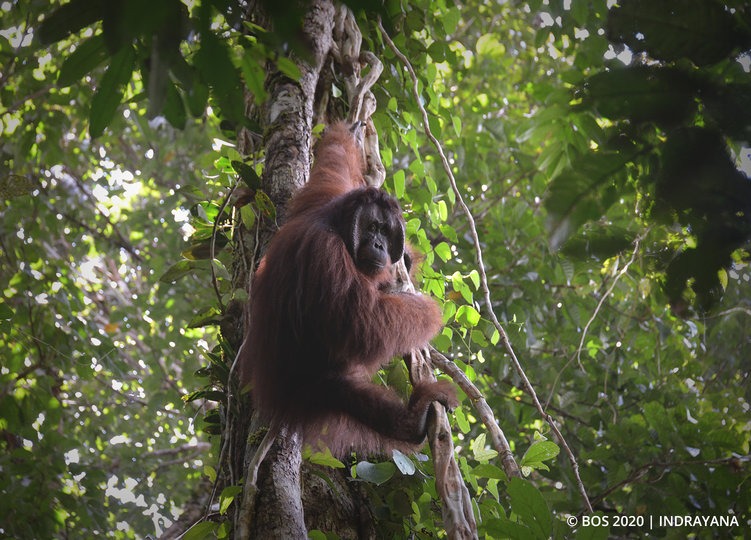 Batola, orang utan berusia 17 tahun dilepasliarkan. 