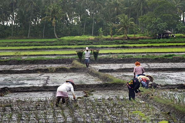 Teknologi Agriculture War Room Mampu Cegah Kekurangan Pangan