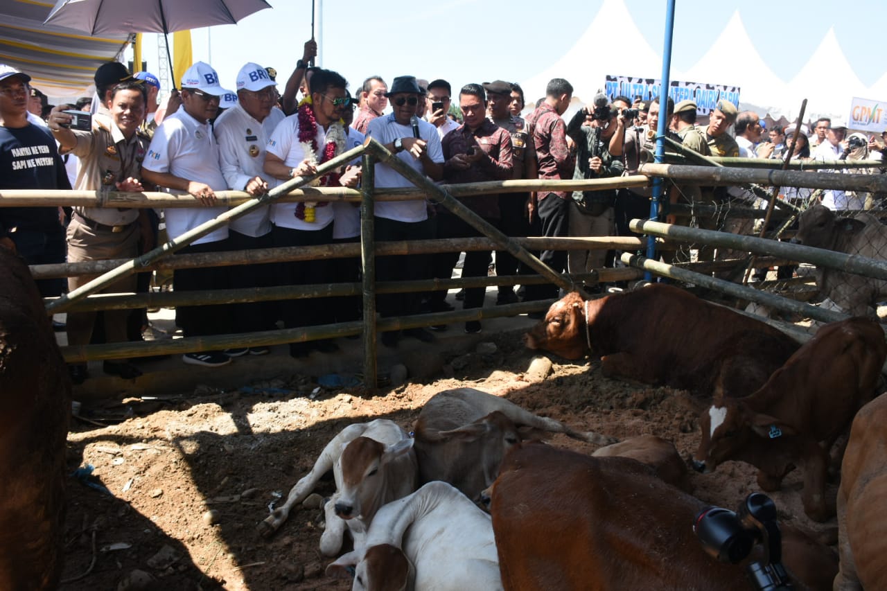 Acara Panen 1000 Ekor Pedet dan Launching Sikomandan di Desa Firdaus, Kecamatan Sei Rampah, Kabupaten Serdang Bedagai, Sumut, Kamis (20/2).