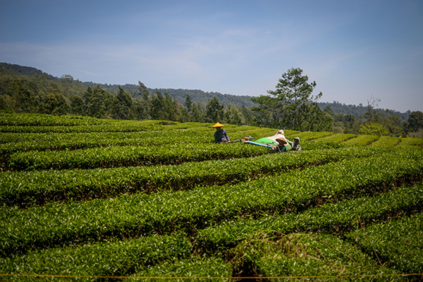 Kebun Teh