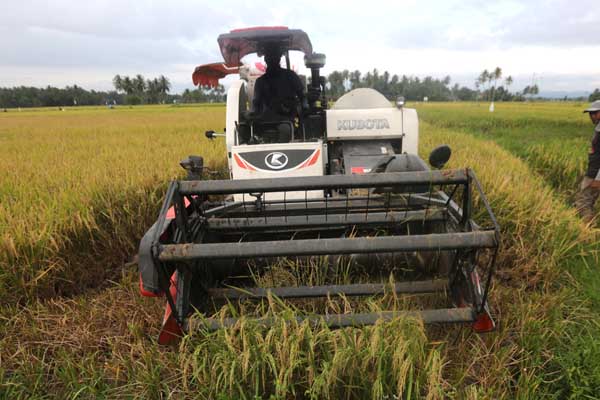 Ilustrasi : memanen padi.