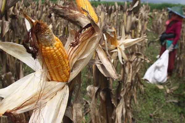 Tanaman jagung.