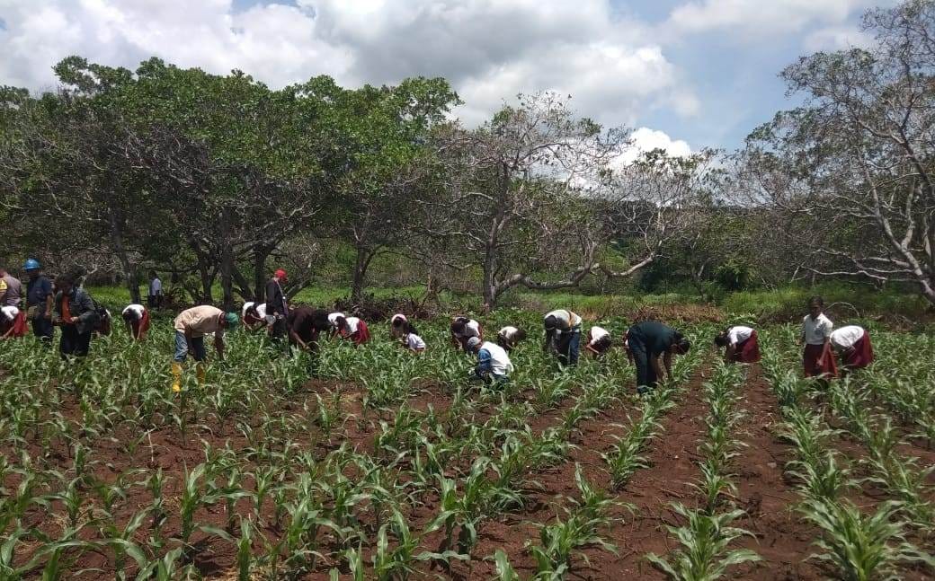 Kementan turun langsung mengatasi hama ulat grayak frugiferda (UGF) di NTT.