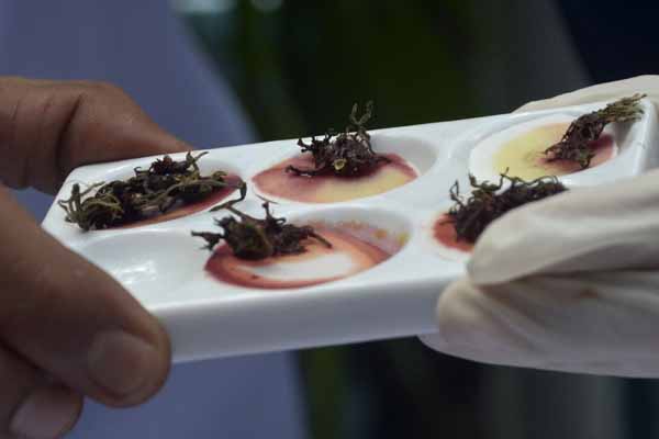 ilustrasi : Petugas menguji narkotika jenis ganja yang akan dimusnahkan di Kantor Badan Narkotika Nasional (BNN) Provinsi Bali.