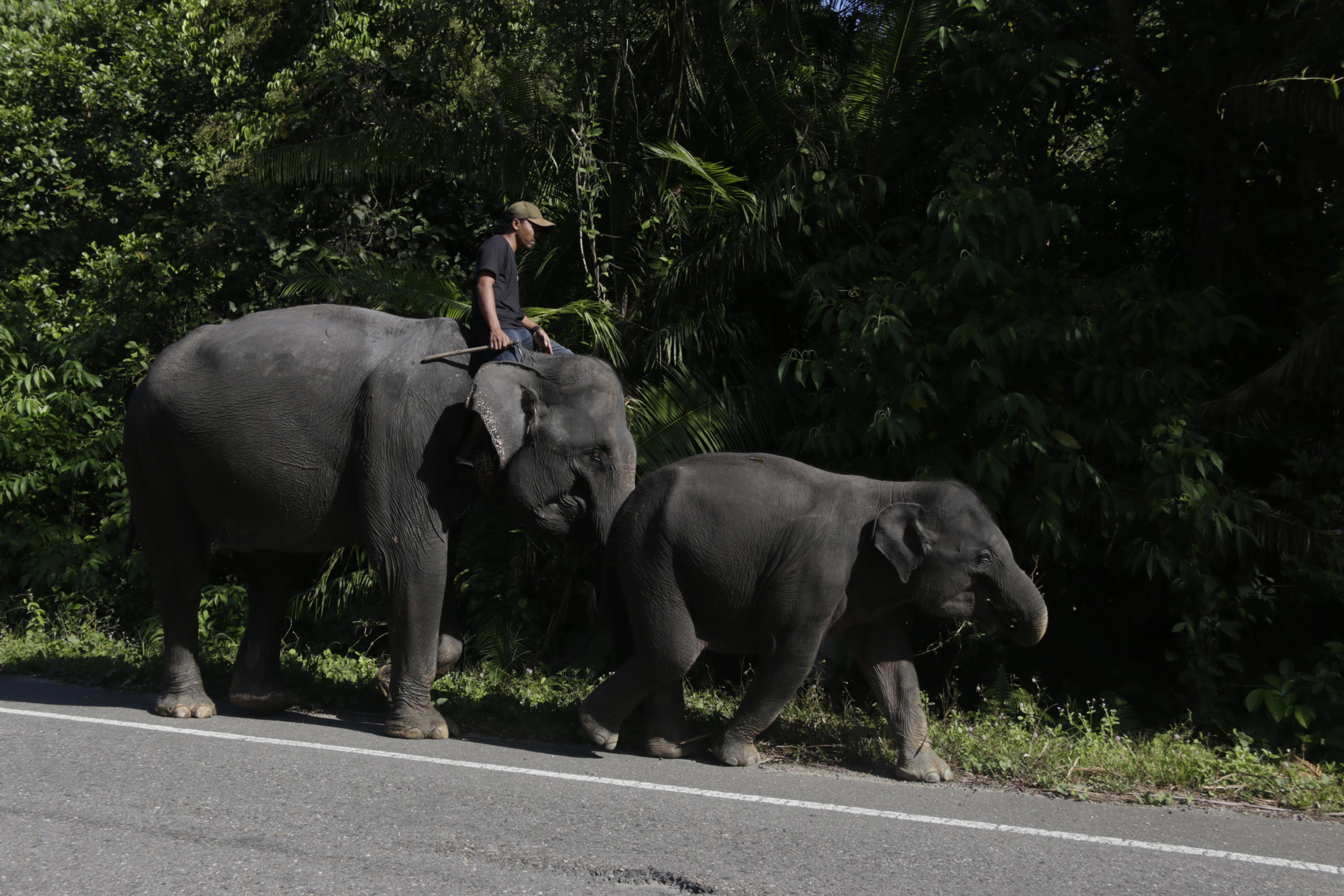 Ilustrasi--Gajah betina bernama Siksa dan anaknya berusia 3 tahun bernama Intan