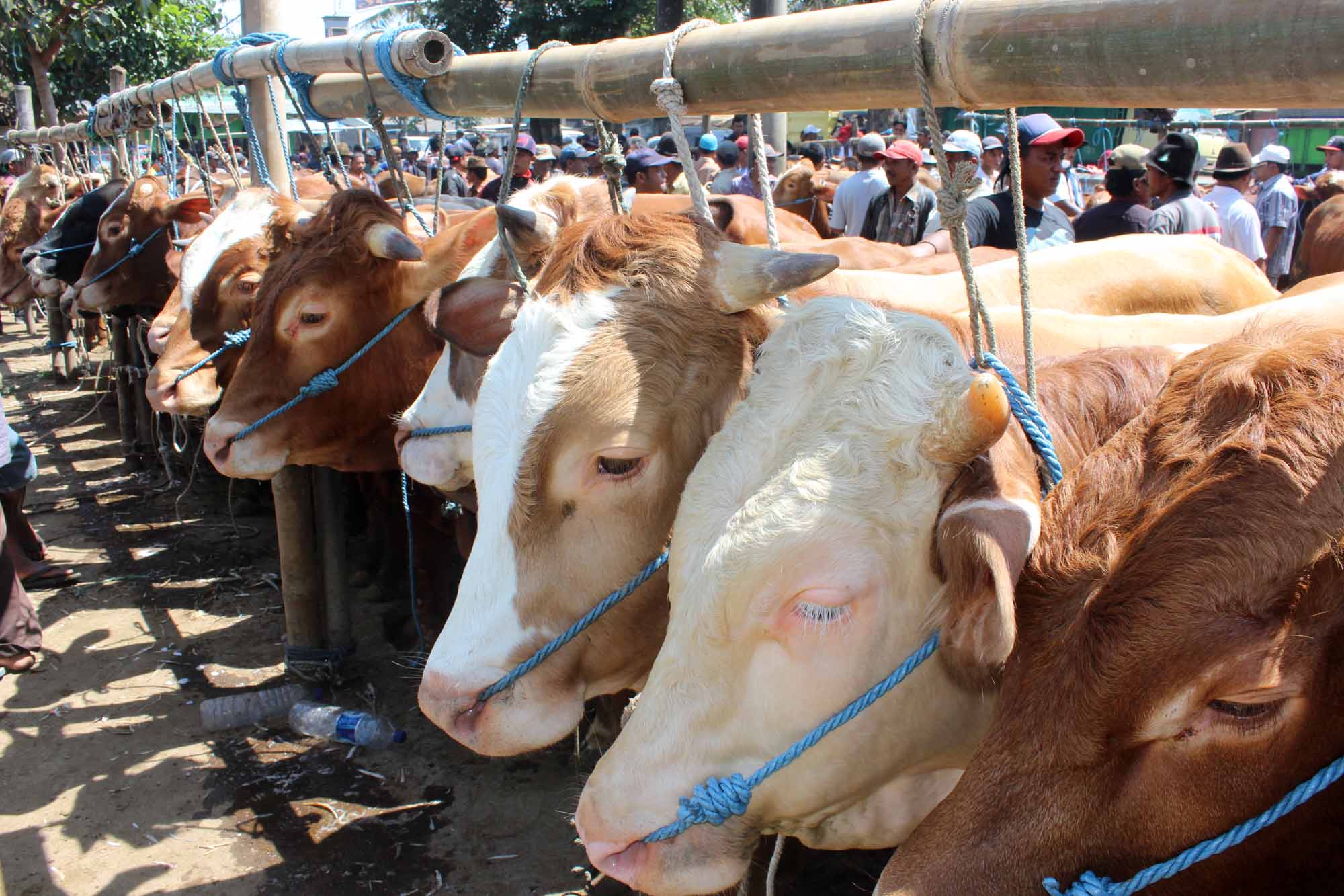 Peternak masih minim asuransikan hewannya.