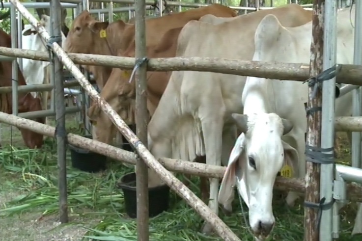 Sapi sumbangan Kementerian Pertanian untuk Kenduri Kebangsaan.