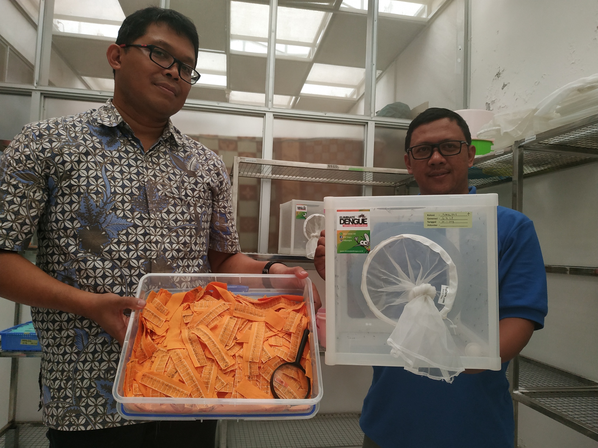  Riris Andono Ahmad, Co-Principal Investigator World Mosquito Program Yogyakarta menunjukkan nyamuk berwolbachia.