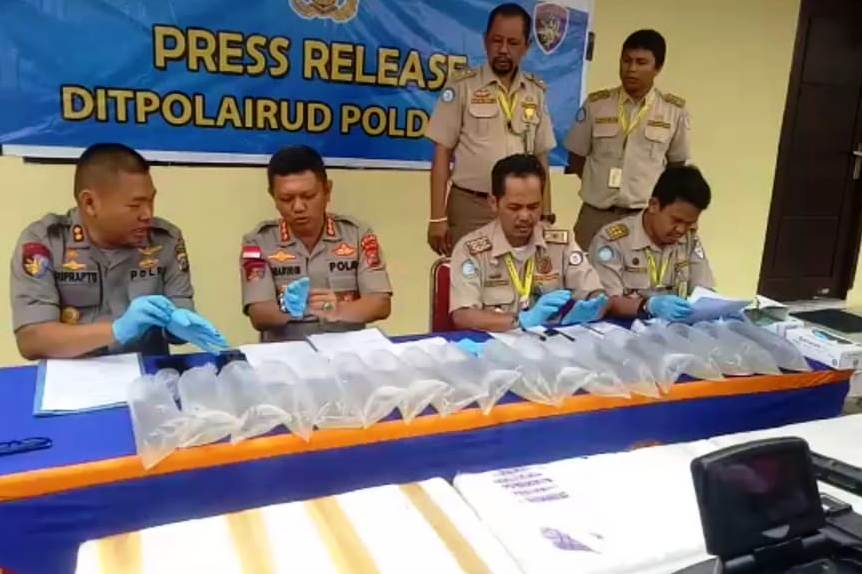 Polisi sedang merilis baby lobster yang akan diselundupkan.