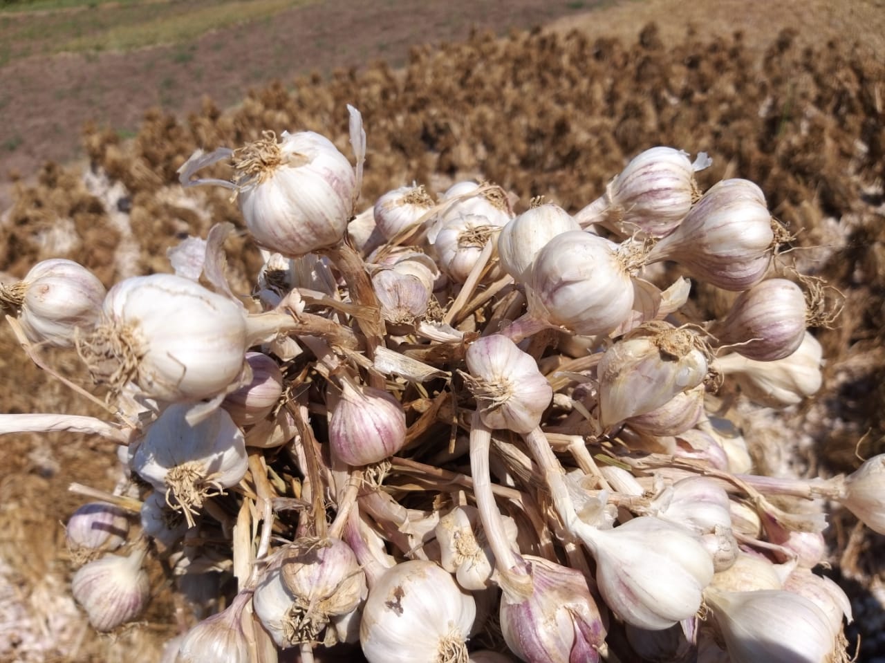 Pemerintah memutuskan pemberlakuan relaksasi perizinan impor produk pangan hortikultura terutama bawang putih dan bombai. 