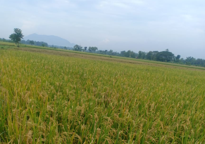 Hamparan padi menguning siap dipanen di Kediri.