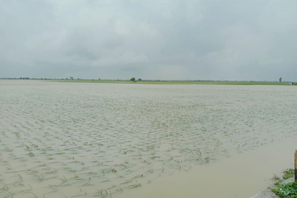 HASIL pemantauan kondisi di lapangan sawah tergenang banjir