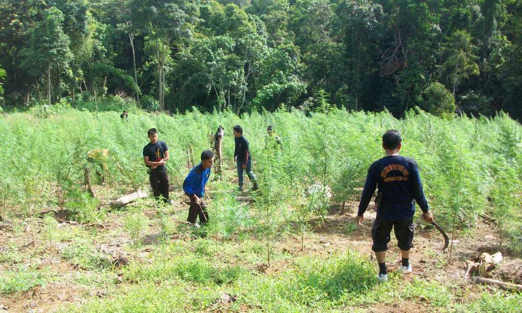 Dua hektare kebun ganja di Hutan Tiro, Pidie