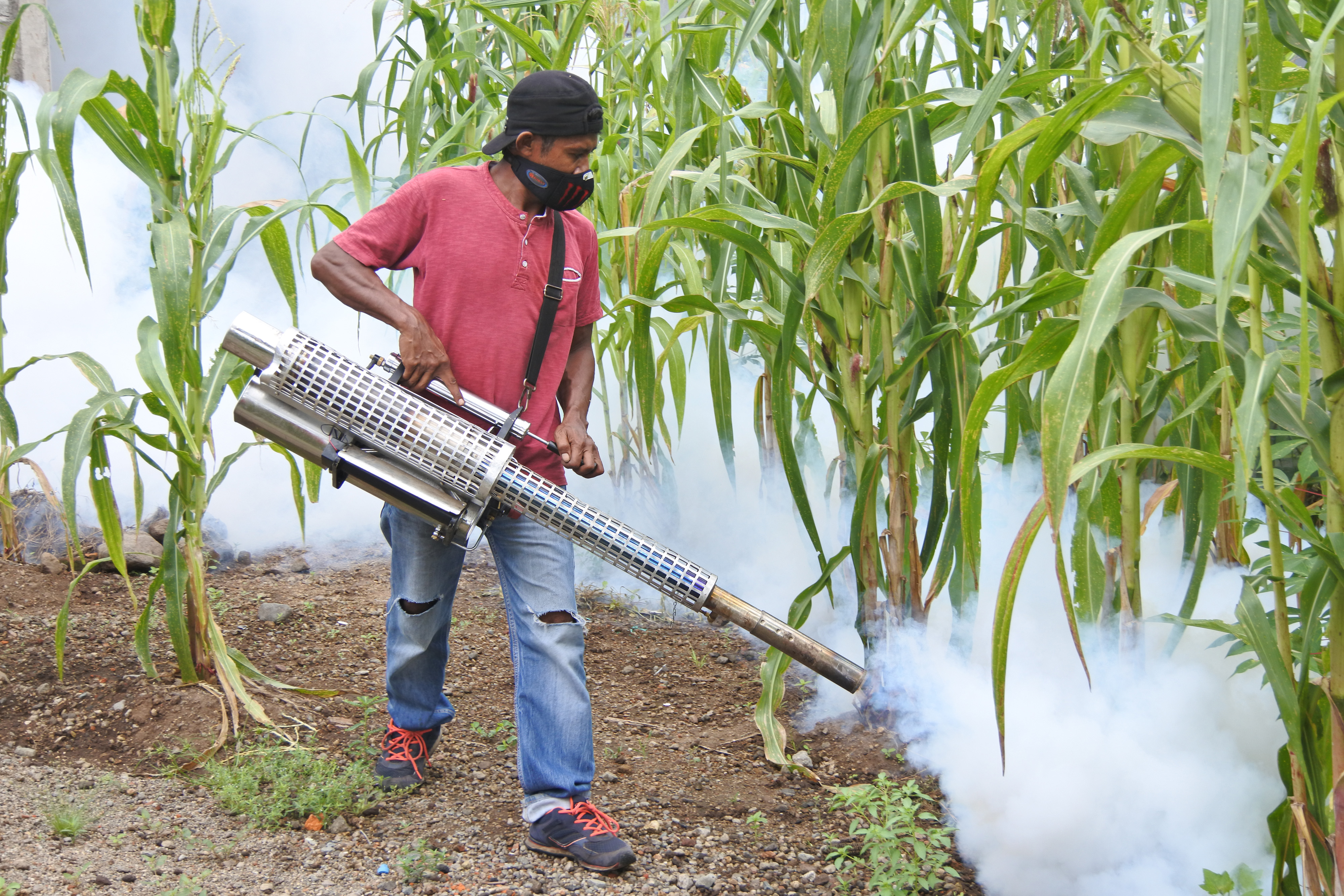 Pengasapan cegah DBD