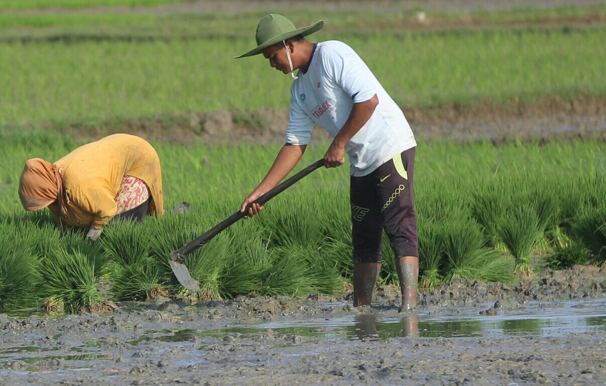 Petani tengah menggarap sawah.