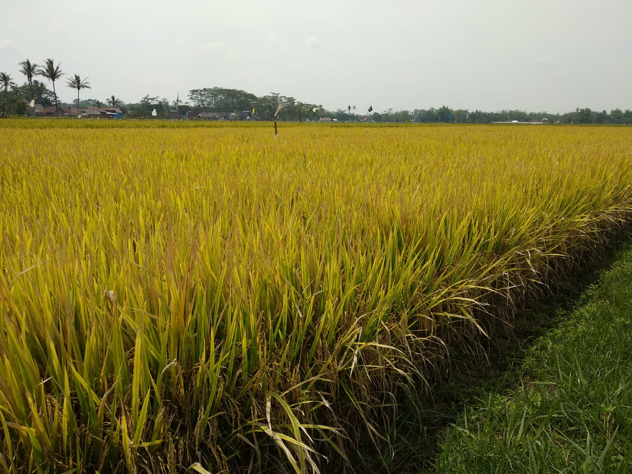Pada tahun ini, Kementerian Pertanian mulai melakukan kegiaan biofortifikasi seluas 10 ribu hektare di sembilan  provinsi. 