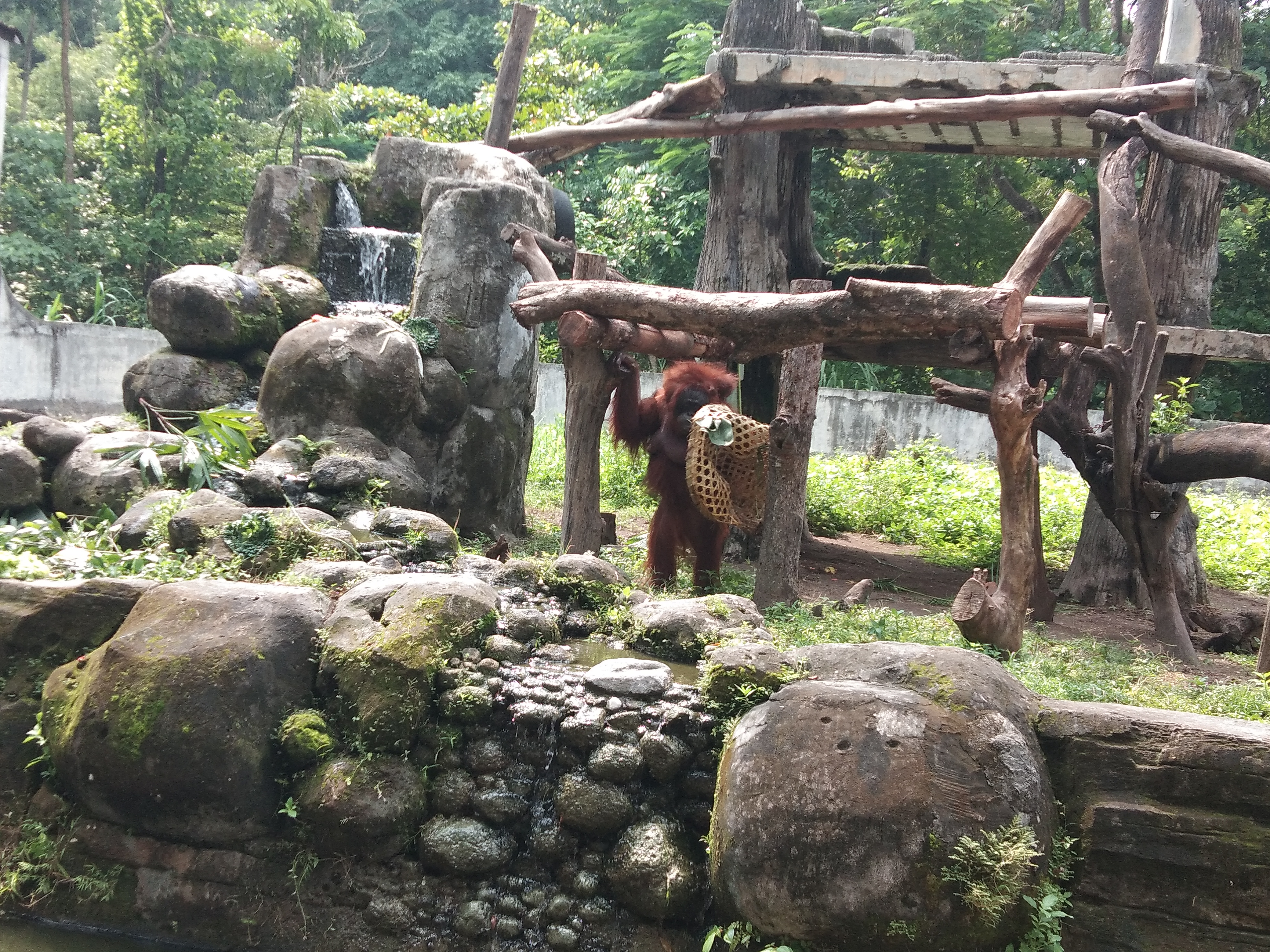 Orangutan di GLZoo Yogyakarta berhasil dibreeding dan melahirkan bayi orangutan bernama Hope tahun lalu.