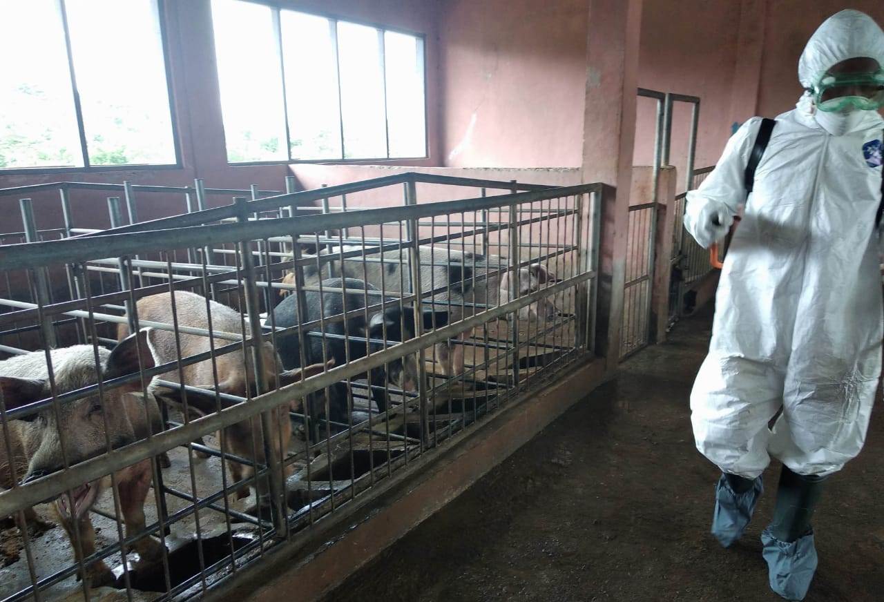 Ditjen Peternakan dan Kesehatan Hewan (PKH) dan Pemda NTT telah menyepakati rencana aksi pengendalian kasus ASF di Pulau Timor.