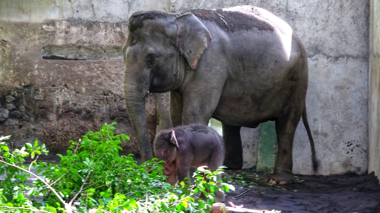 Seekor gajah betina koleksi Kebun Binatang Gembira Loka (GLZoo) Yogyakarta, Rabu (25/3/2020) dinihari sekitar pukul 02.00 WIB.