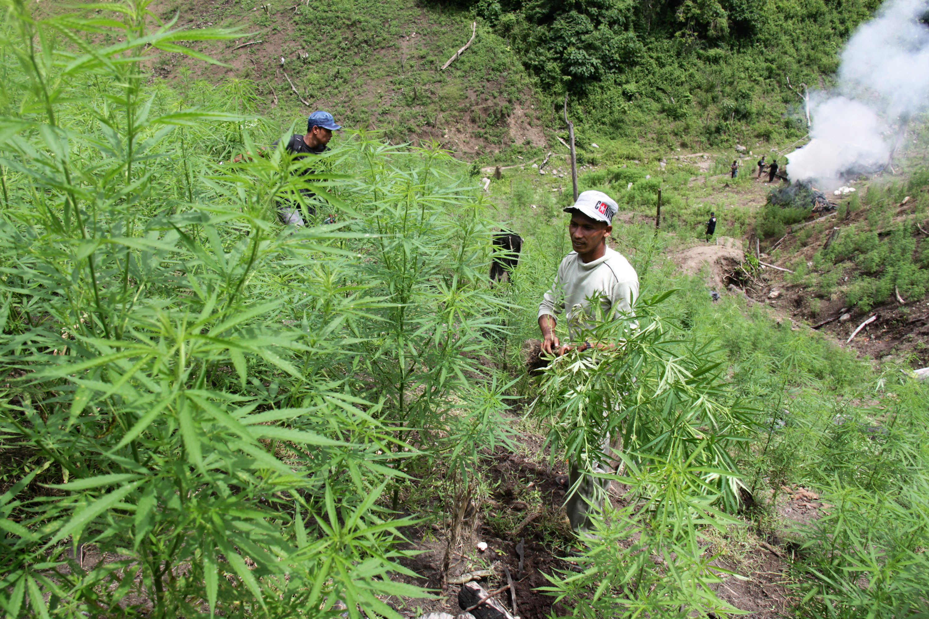 Petugas Polda Aceh dan Polres Aceh Besar memusnahkan ladang ganja di wilayahnya.