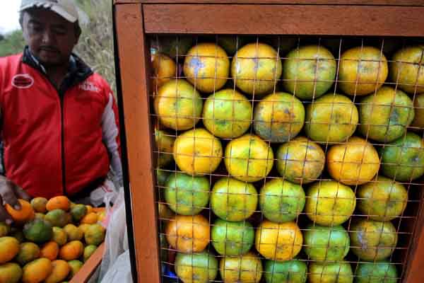 Pedagang menata Jeruk hasil bumi dataran tinggi Gayo di lintas utama Takengon, Aceh Tengah, Provinsi Aceh, Selasa (23/8).