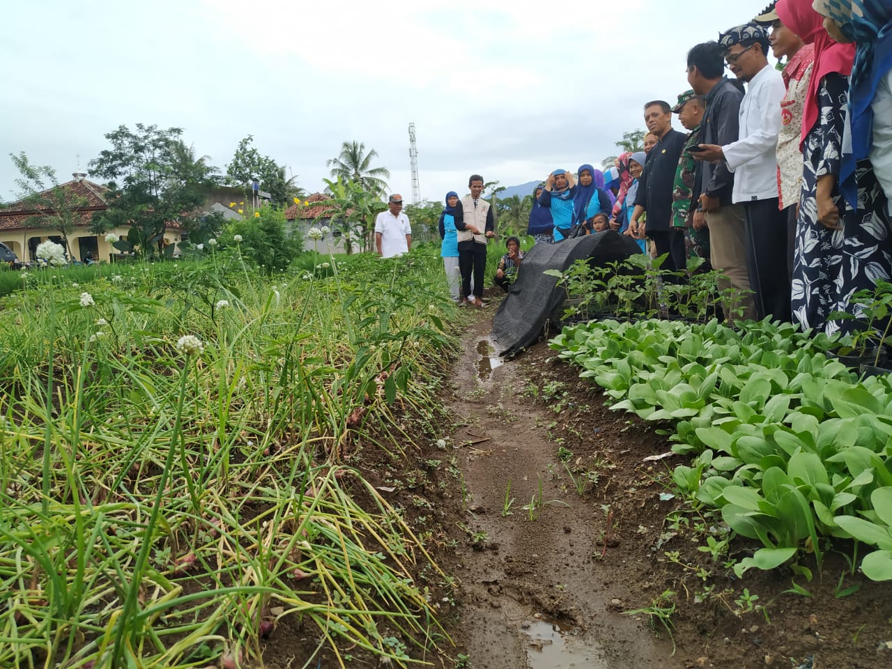 Sejumlah Ibu rumah tangga  di Kelurahan Sirnagalih, Kecamatan Indihiang, Kota Tasikmalaya, melakukan panen bawang merah di lahan luas 100 ha