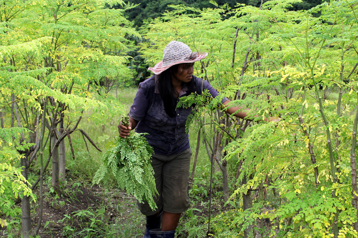 Seorang petani memetik daun kelor di wilayah Fatukoa, Nusa Tenggara Timur.