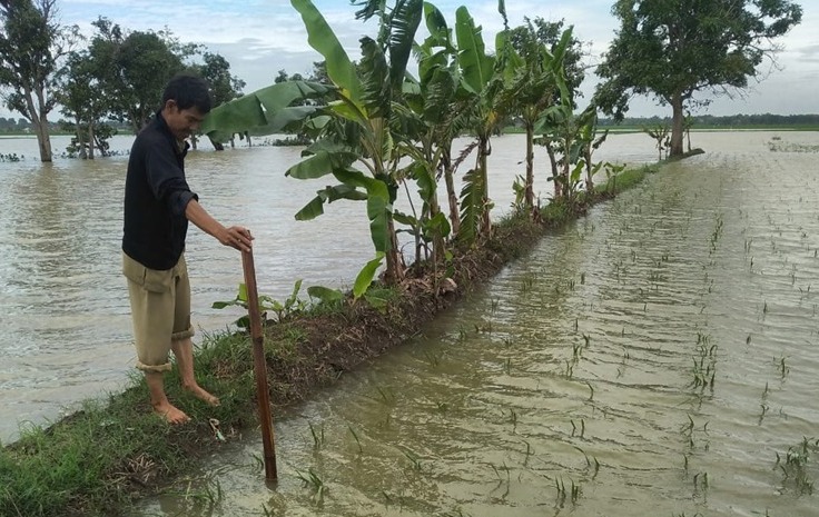 Areal persawahan tergenang banjir di Kabupaten Indramayu, Jawa Barat.