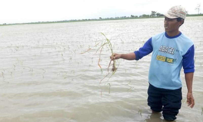Hujan yang terus mengguyur daerah Pantura Jawa Barat dalam sepekan terakhir menyebabkan banjir di beberapa daerah. 