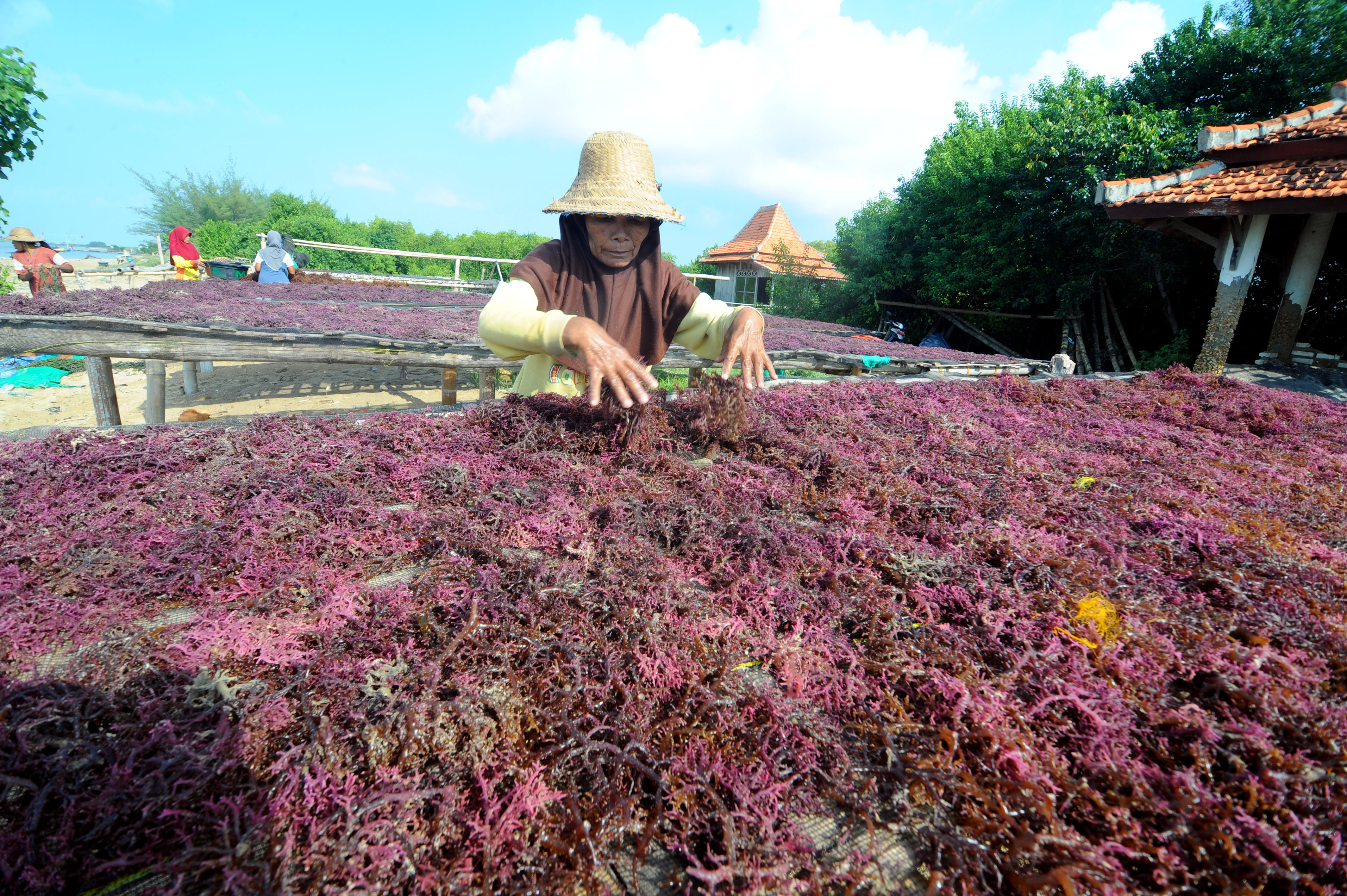 Petani menjemur rumput laut.