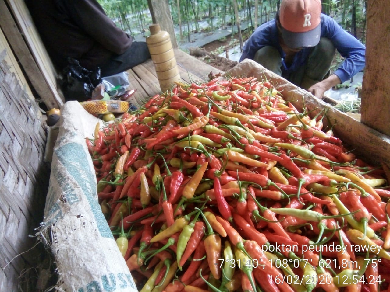 Stok pangan, misalnya cabai, aman sampai idul fitri berlalu.