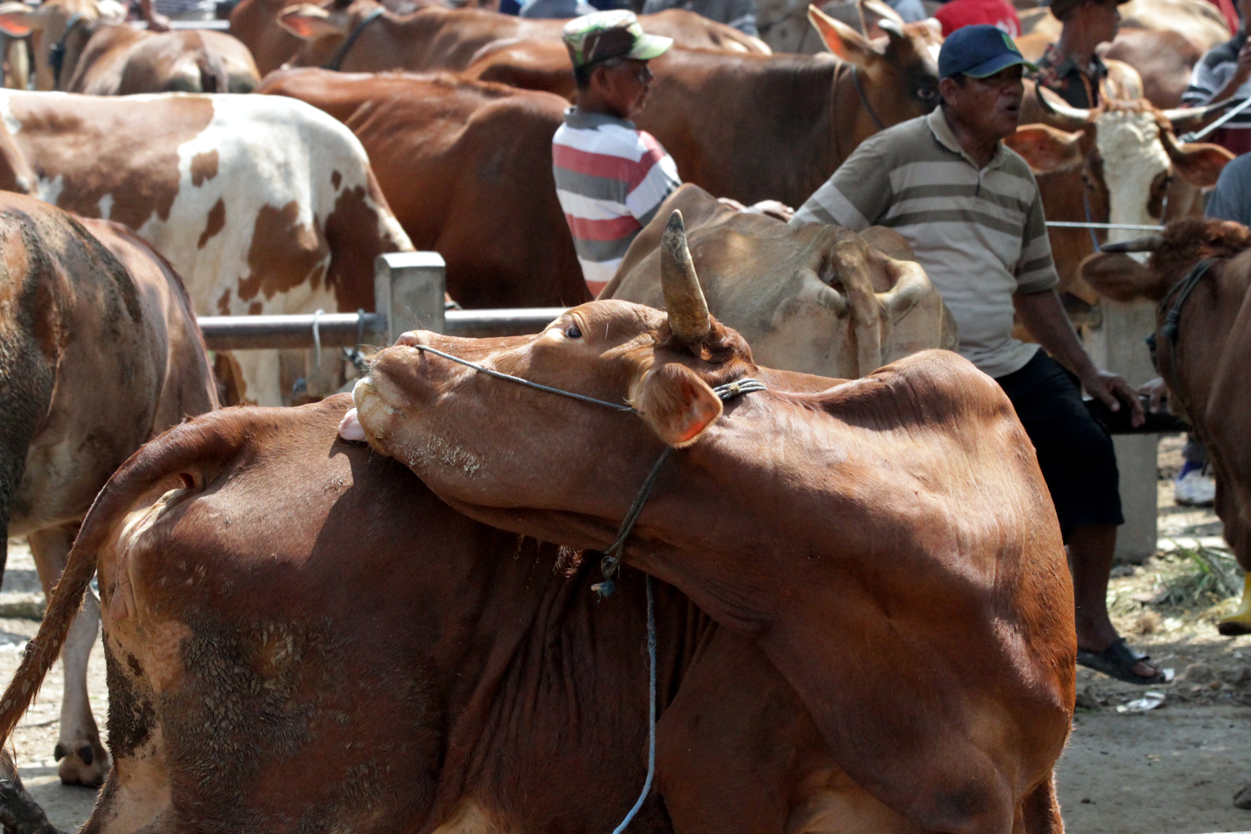 Peternak mununggui sapi miliknya yang dijual di Pasar Legi, Ngawi, Jawa Timur, Selasa (21/1). 