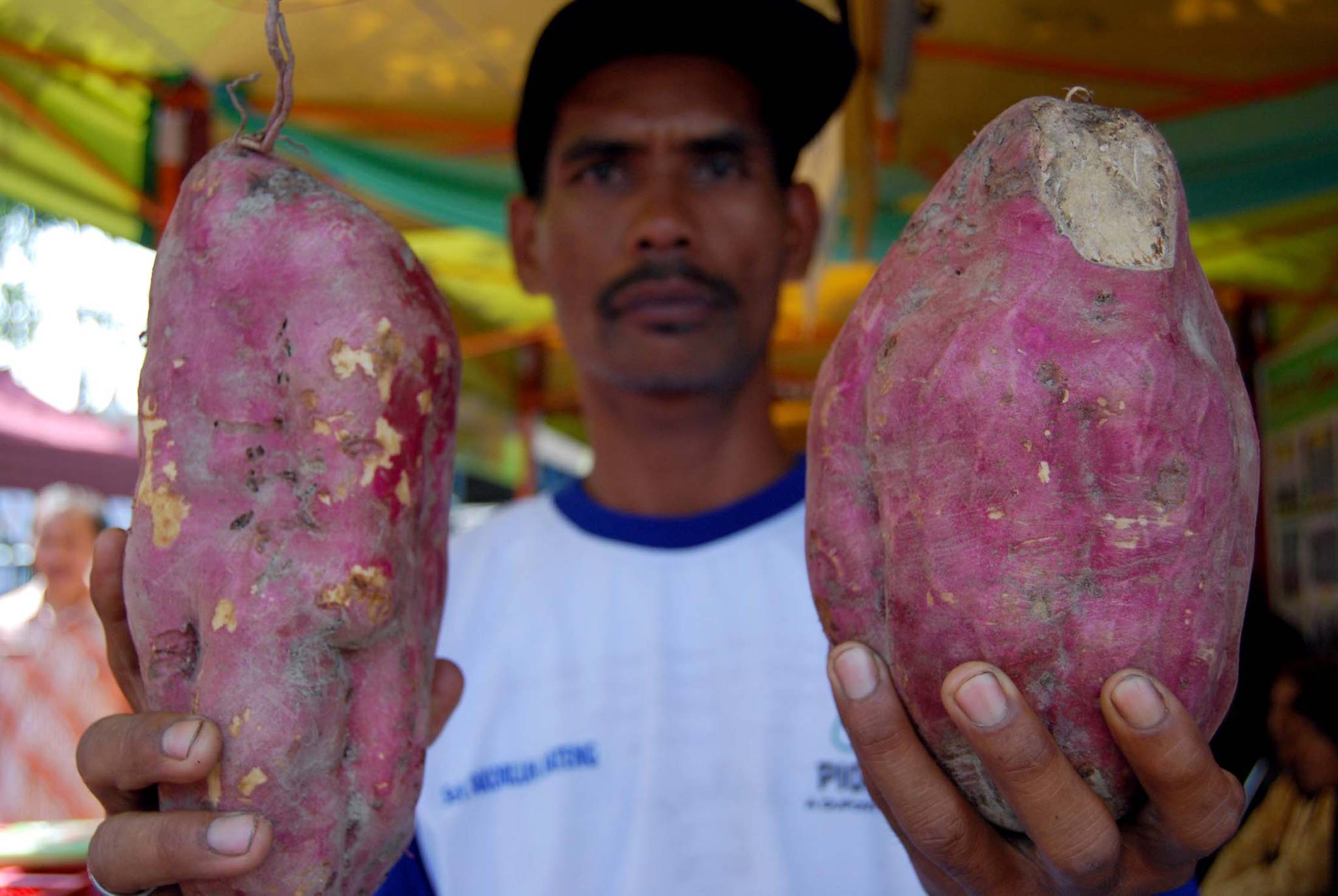 Seorang warga menunjukkan Ubi Jalar (sweet Potatoes) Ungu asal Winsusari